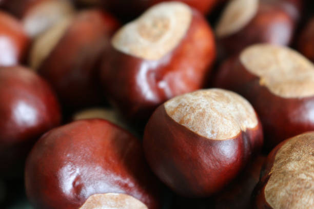 conkers